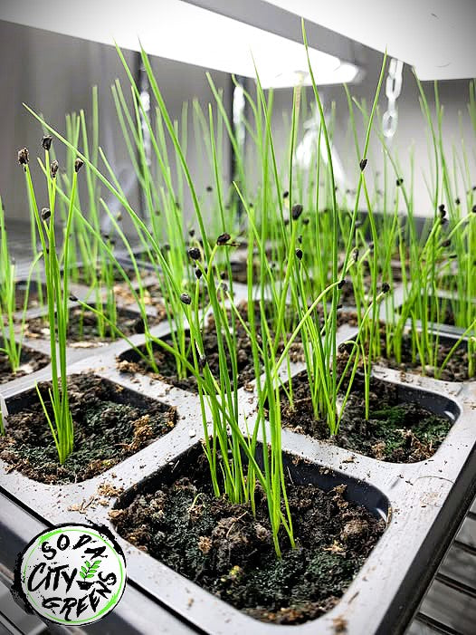 Chive Herb Live Plants