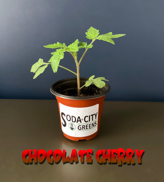Chocolate Cherry Tomato Live Plants