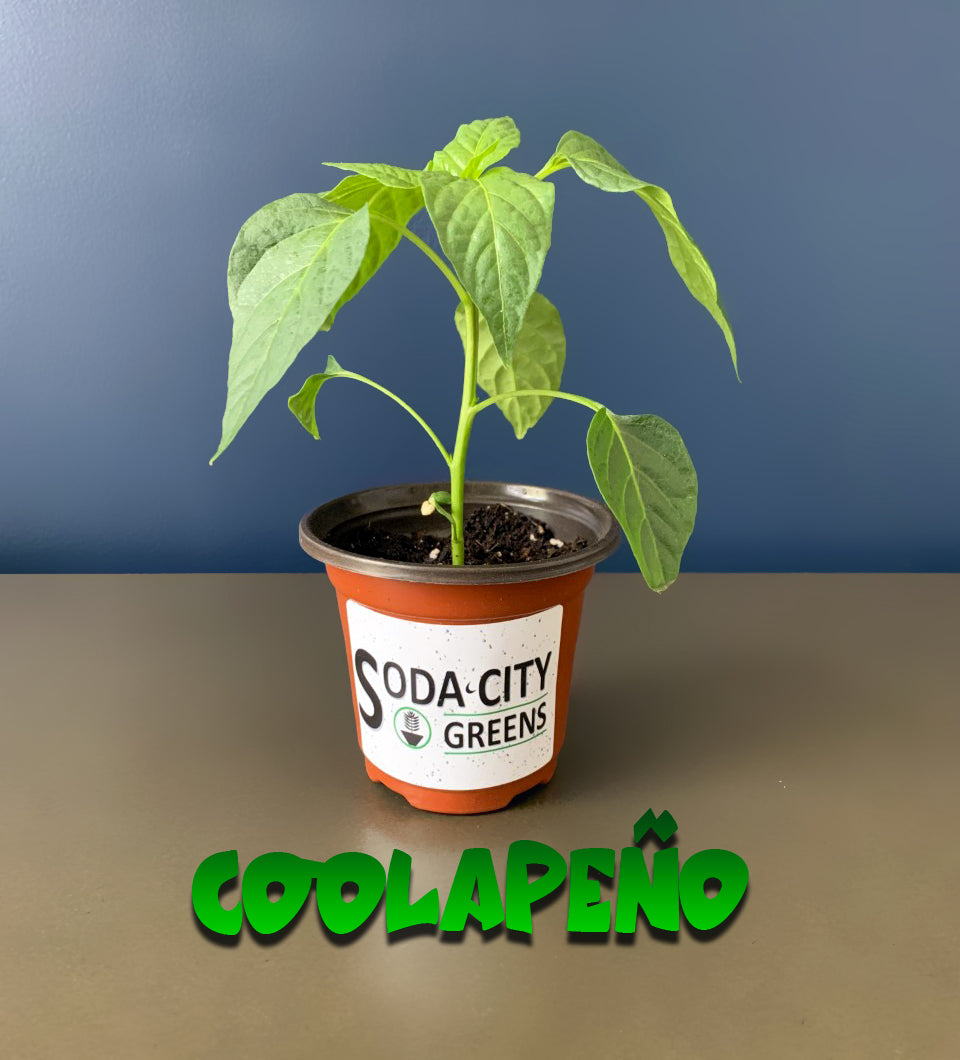 Coolapeno (Heatless Jalapeno) Hybrid Pepper Seeds