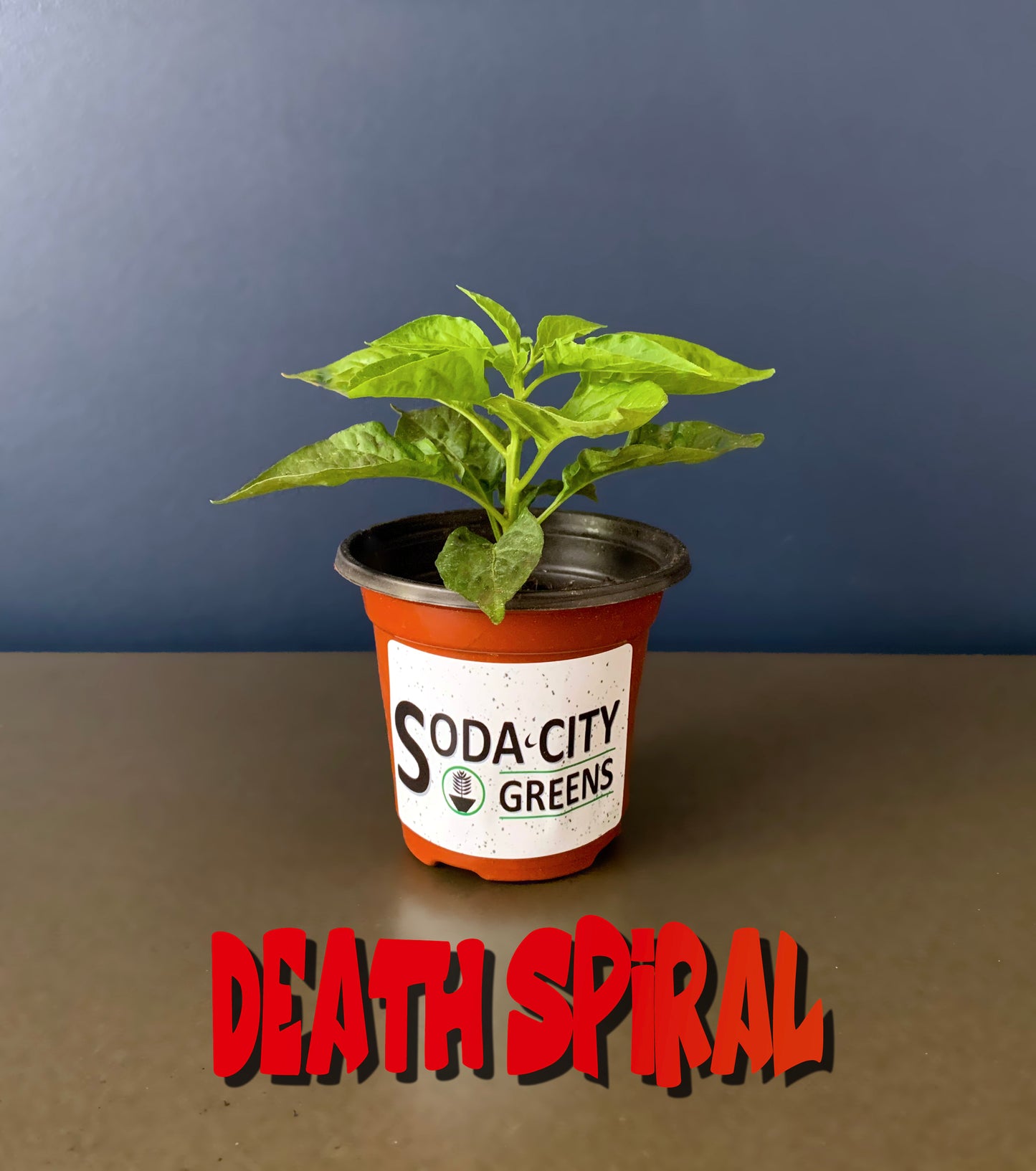 Death Spiral Pepper Seeds