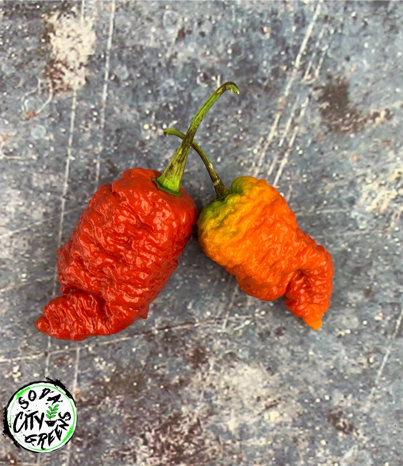 Death Spiral Pepper Seeds