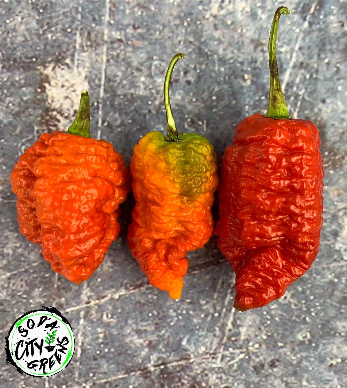 Death Spiral Pepper Seeds