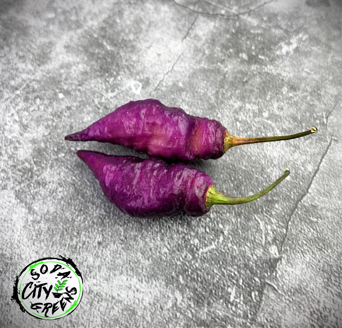 Dream DD Pepper Seeds