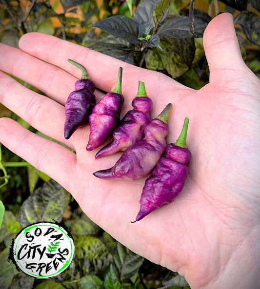 Dream DD Pepper Seeds