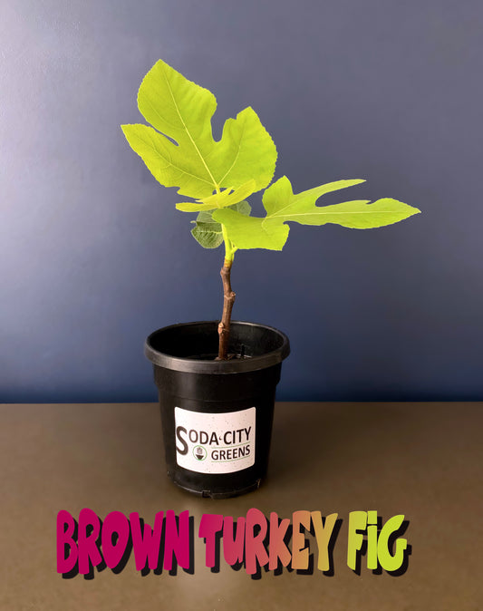 Fig (Brown Turkey) Live Plants