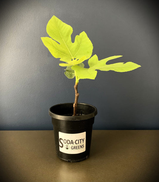 Fig (Celeste) Live Plants