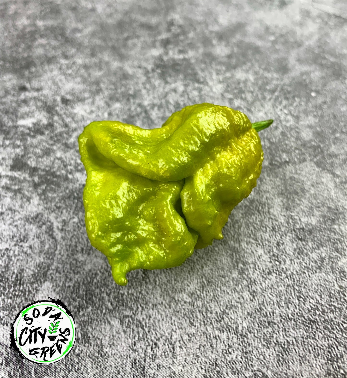 Gator Jigsaw Pepper Seeds
