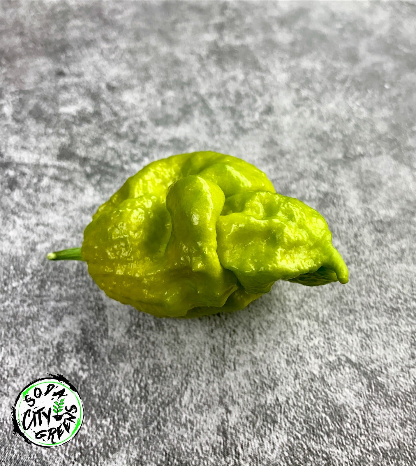 Gator Jigsaw Pepper Seeds