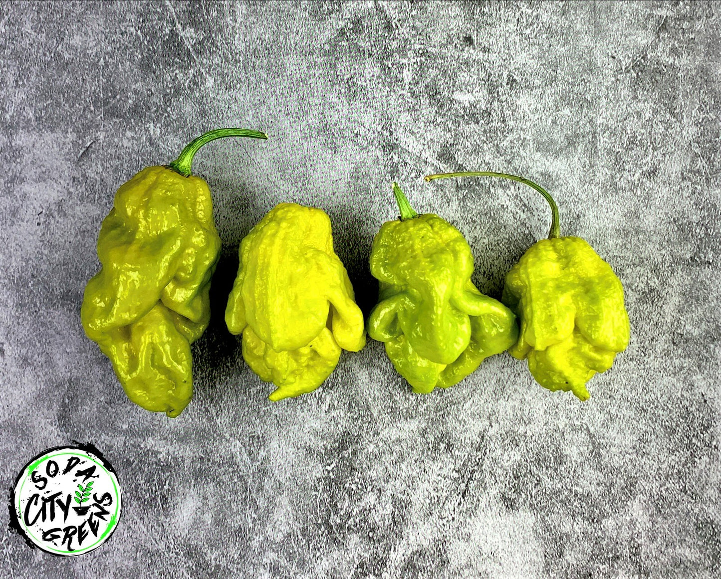 Gator Jigsaw Pepper Seeds