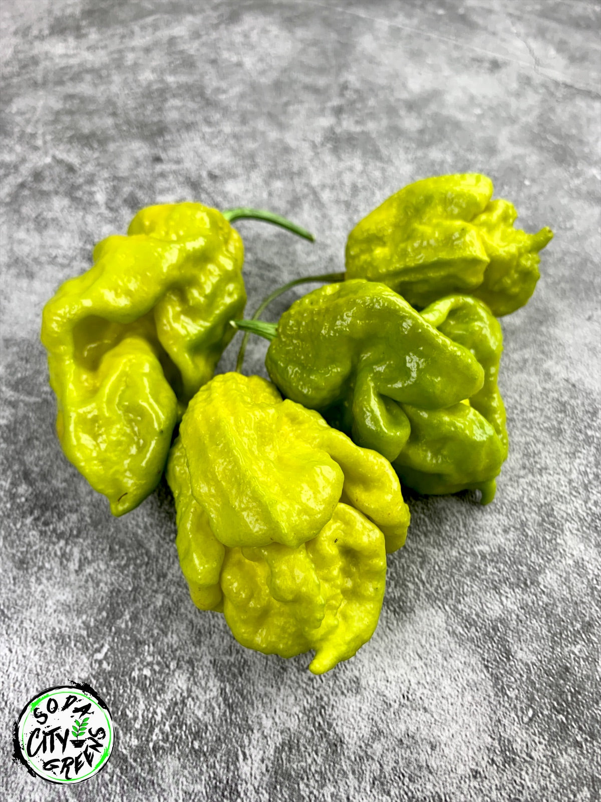 Gator Jigsaw Pepper Seeds