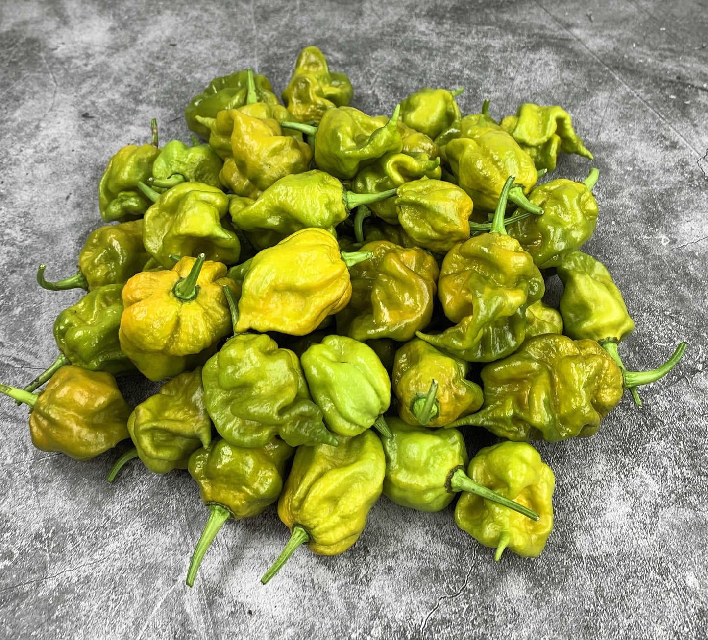 Gator Jigsaw Pepper Seeds