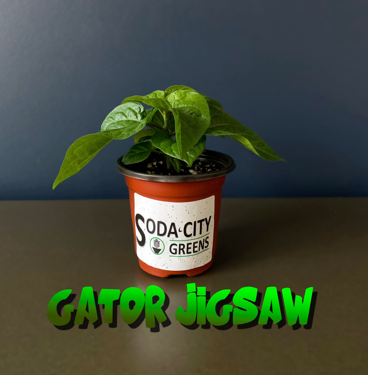 Gator Jigsaw Pepper Seeds