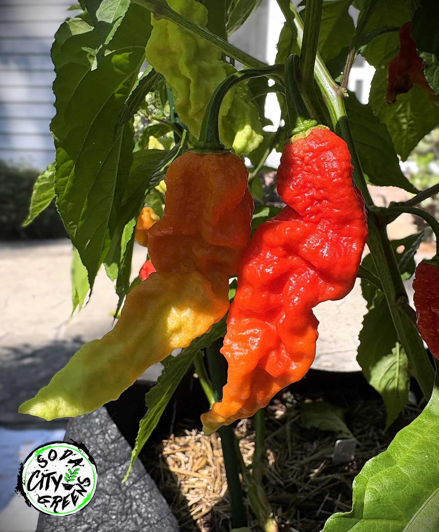 Ghost Pepper (Bhut Jolokia) Seeds