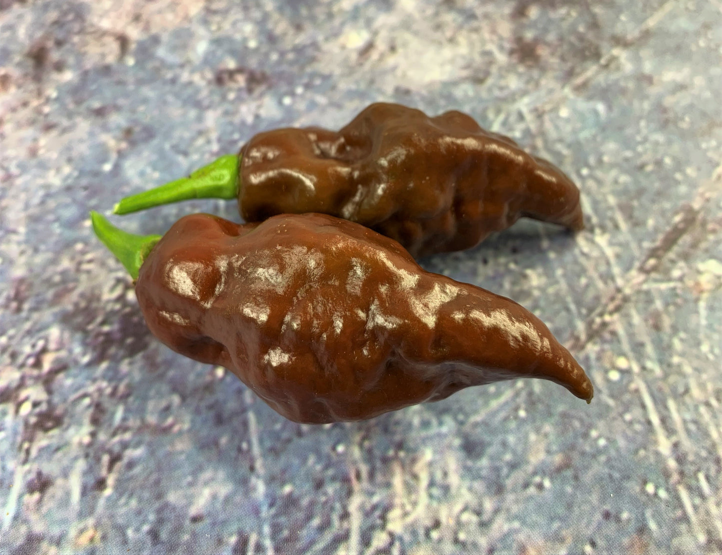 Chocolate Pepper Seed Variety Pack (You choose!)