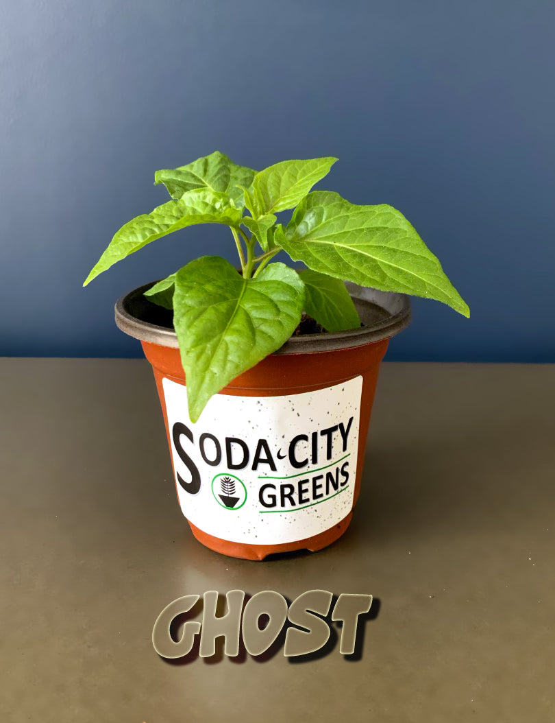 Peach Ghost Pepper Seeds