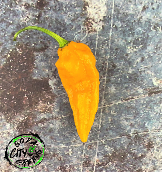 Golden Ghost Pepper Seeds