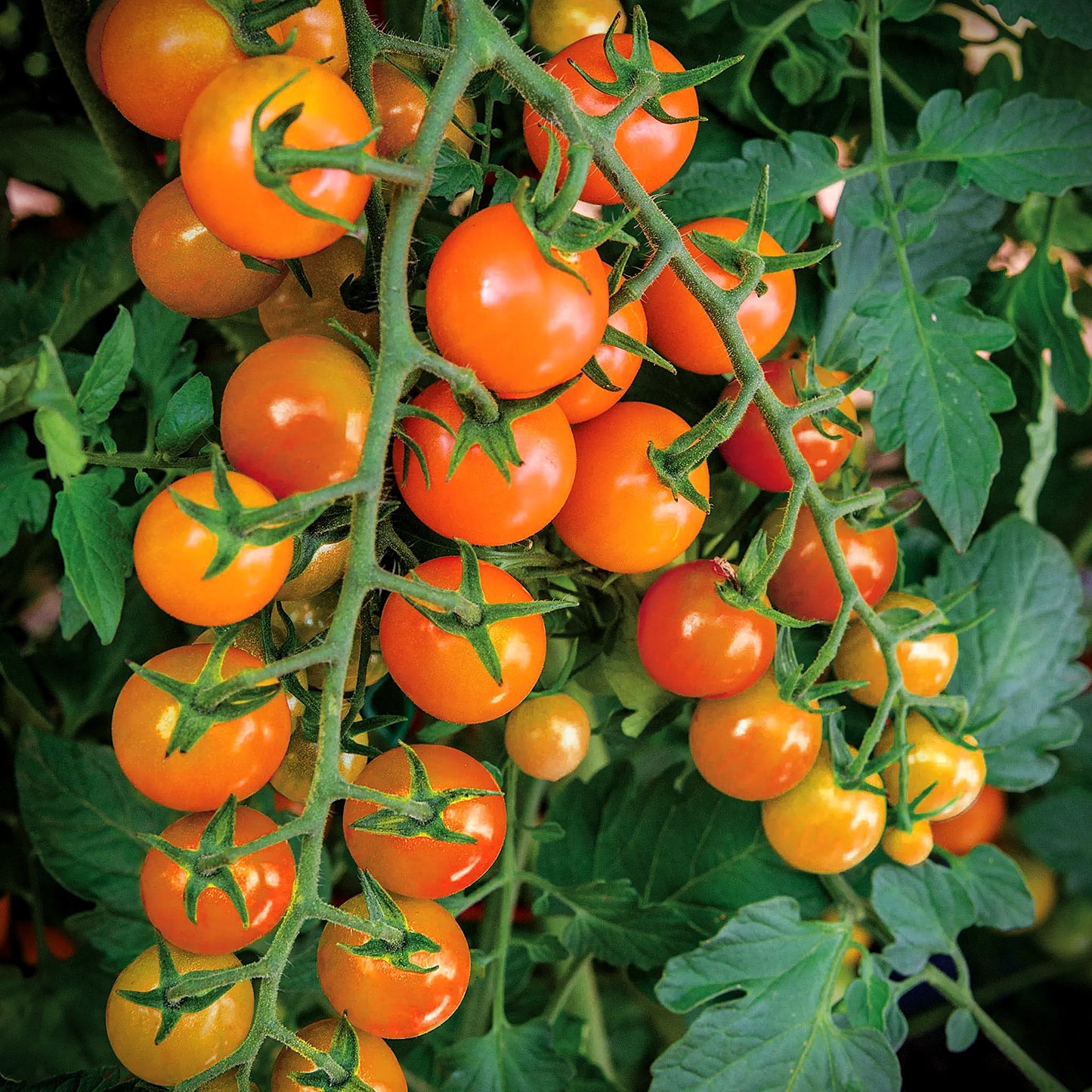 Gold Nugget Tomato Seeds