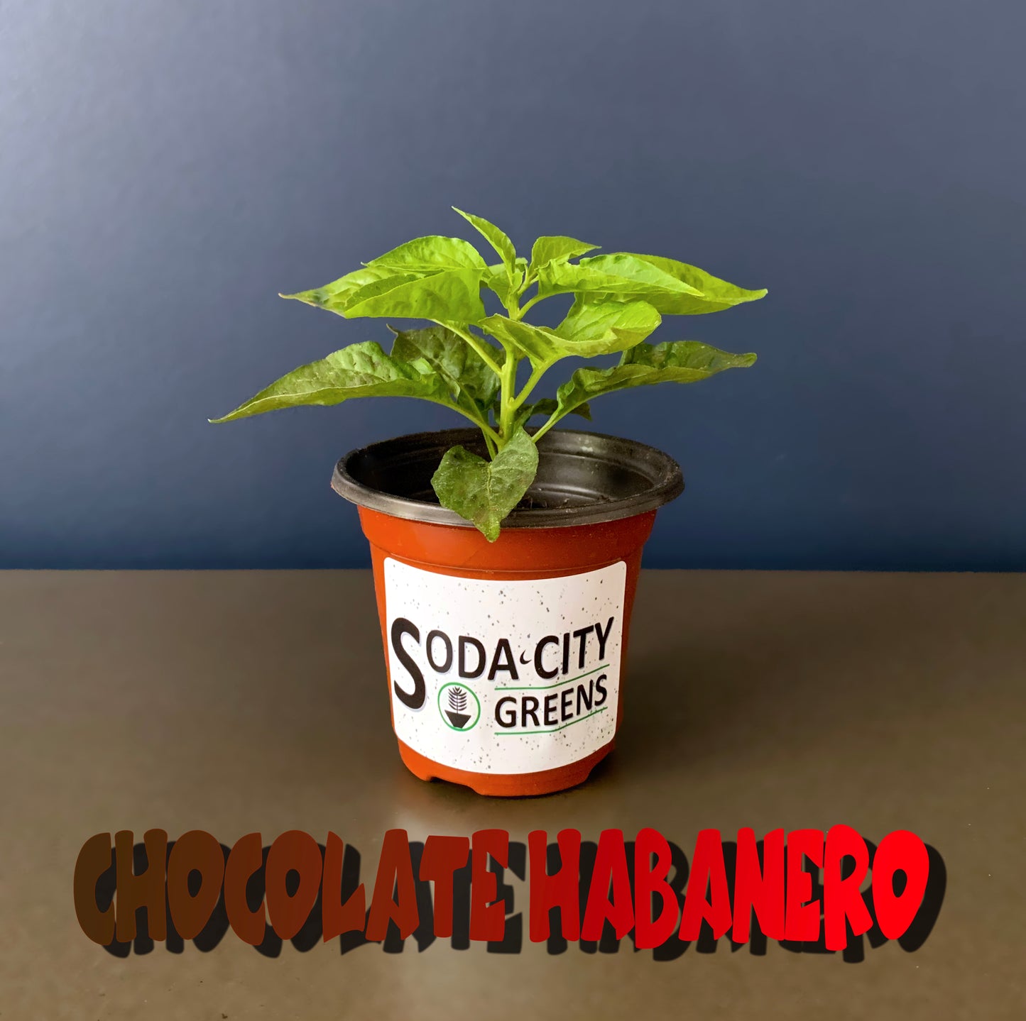 Chocolate Habanero Pepper Seeds