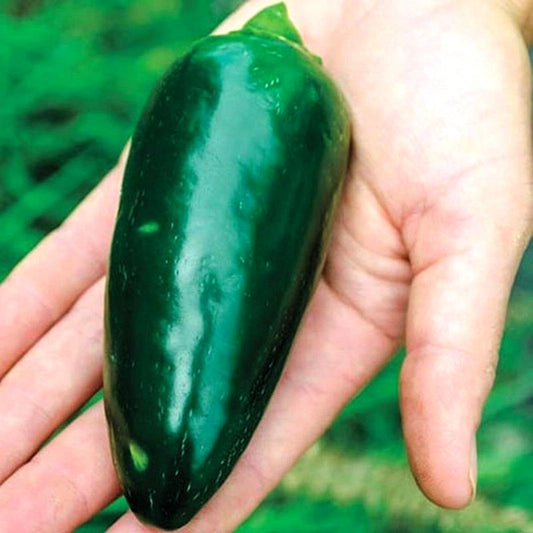 Grande Jalapeno Pepper Live Plants