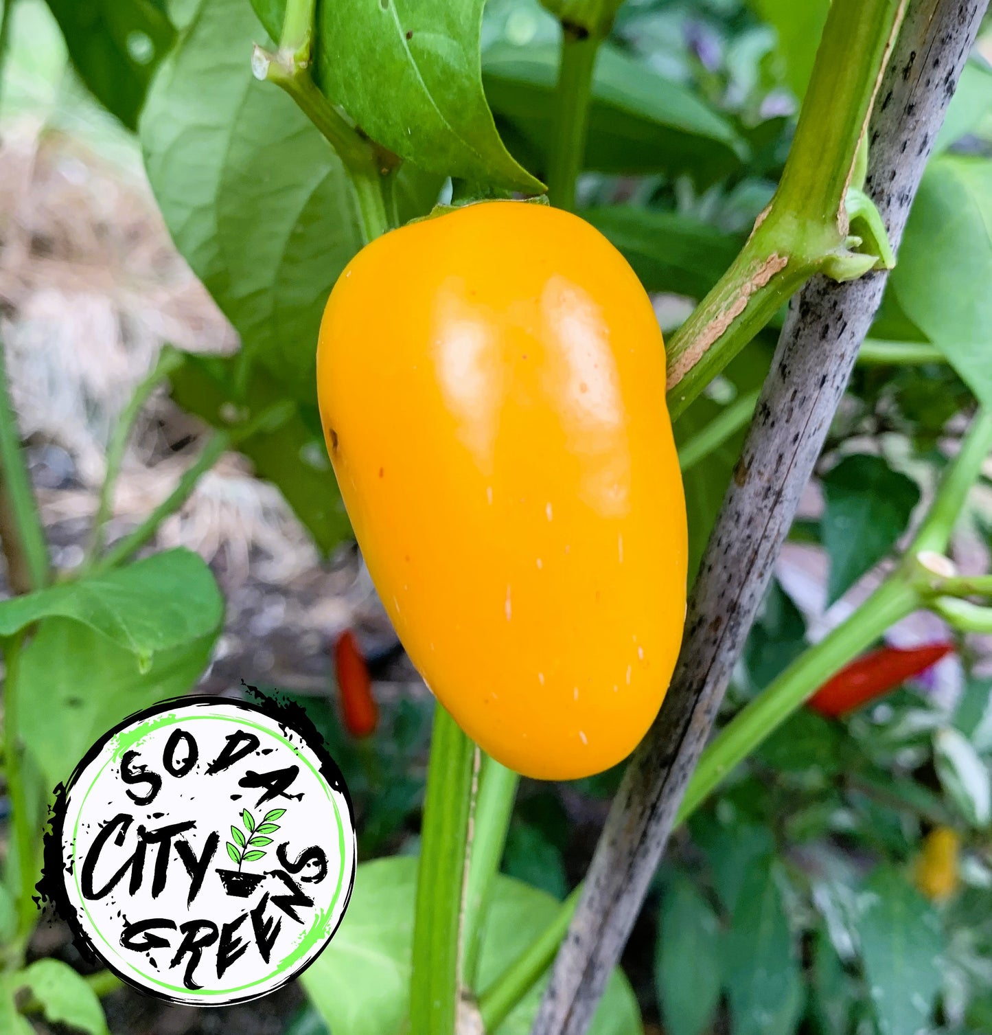 Pumpkin Spice Jalapeno Pepper Seeds