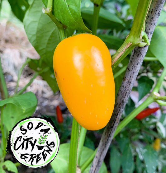 Pumpkin Spice Jalapeno Pepper Seeds