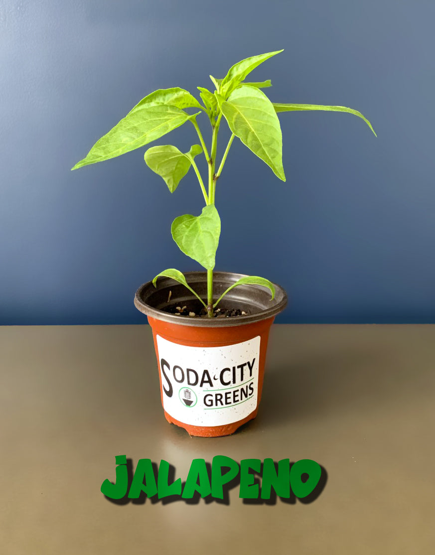 Jalapeno Pepper Seeds