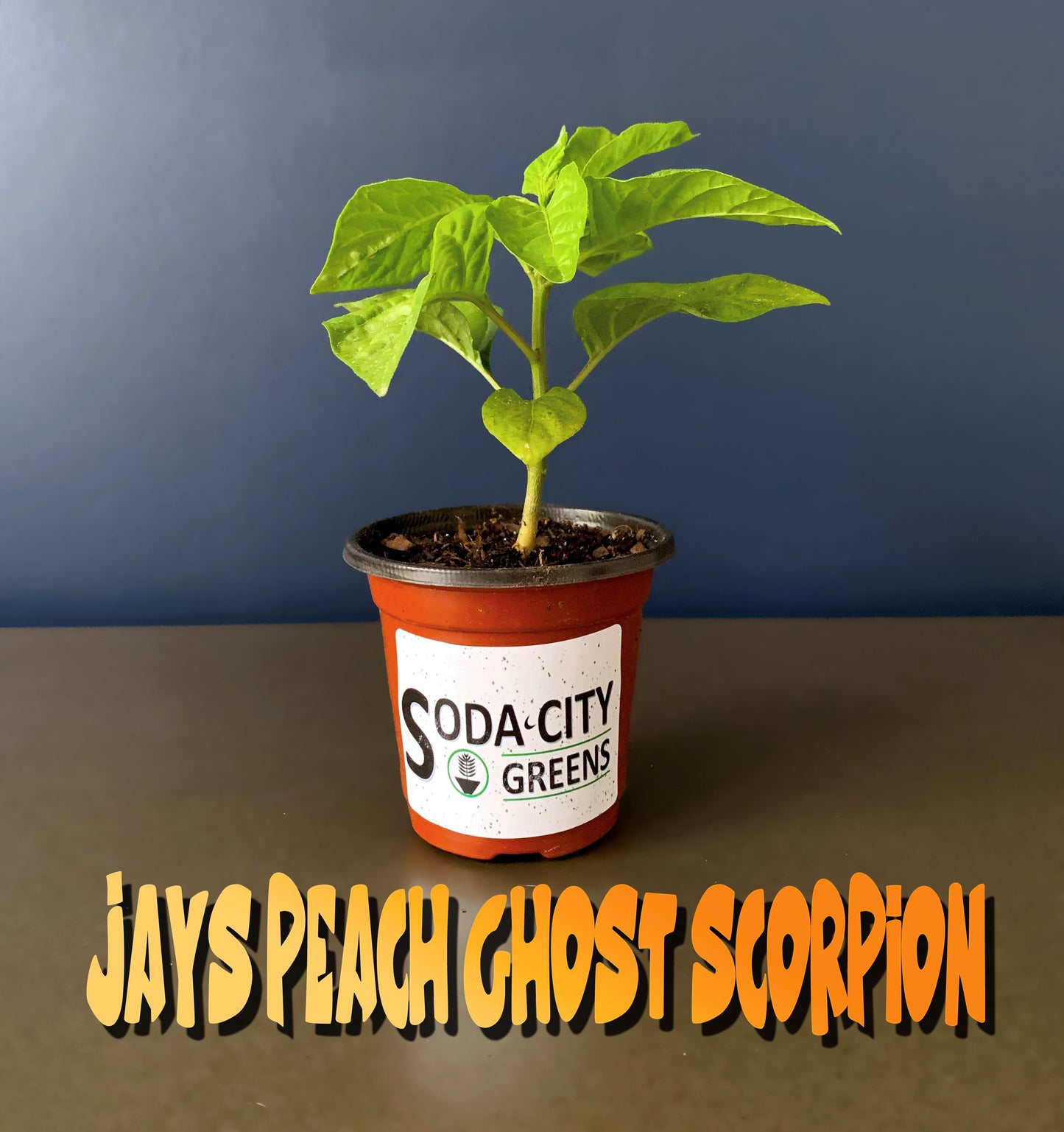 Jay's Peach Ghost Scorpion JPGS Pepper Seeds