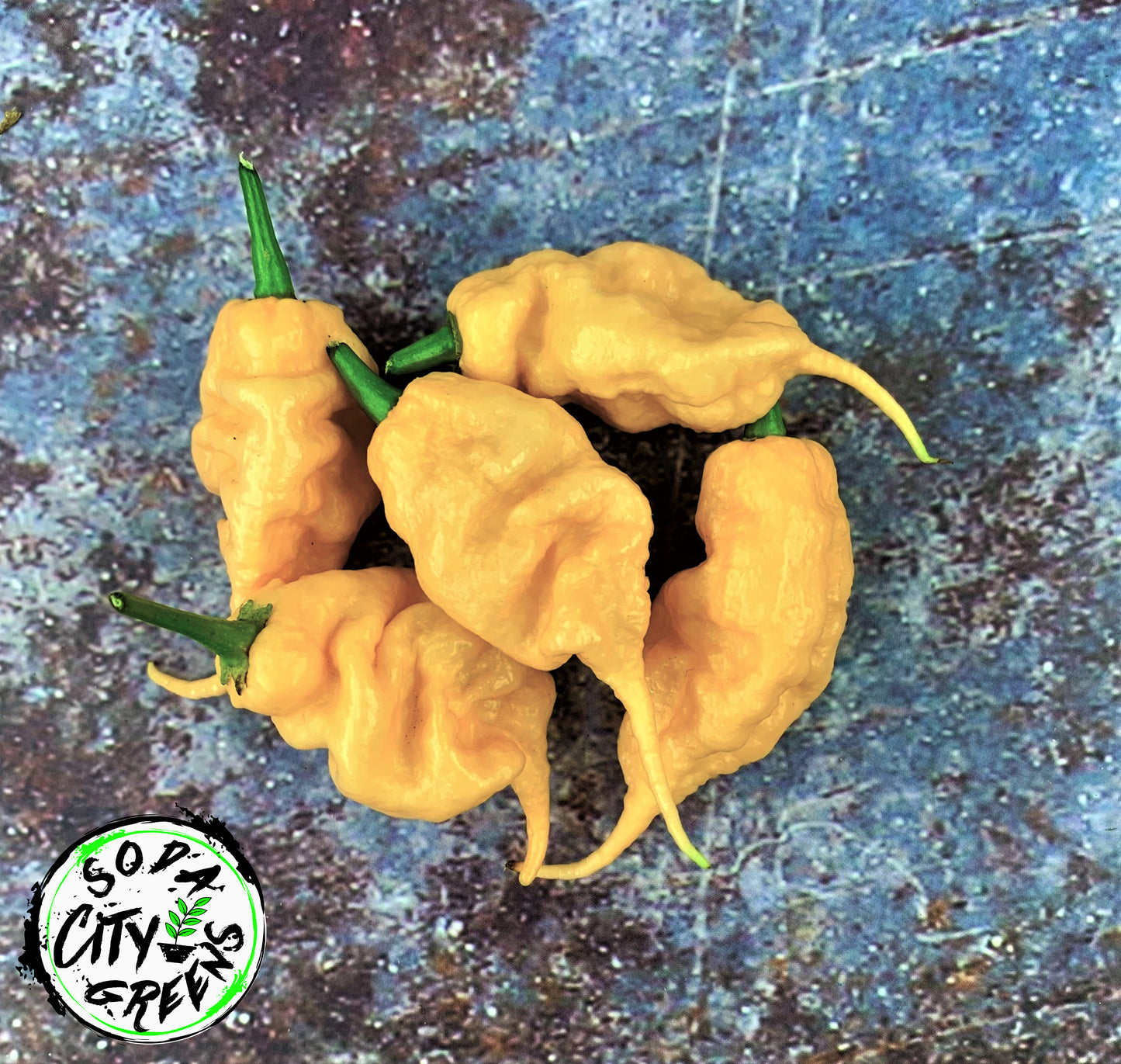 Orange/Peach Pepper Seed Variety Pack (You choose!)
