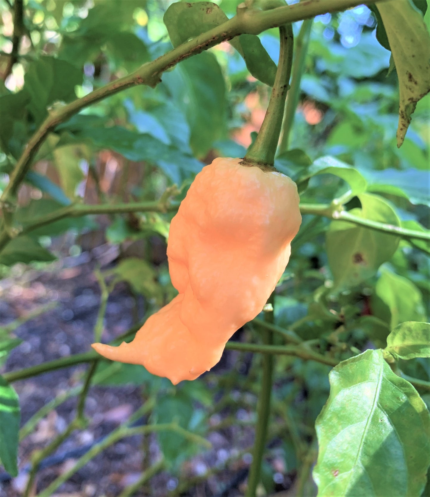 Jay's Peach Ghost Scorpion JPGS Pepper Seeds