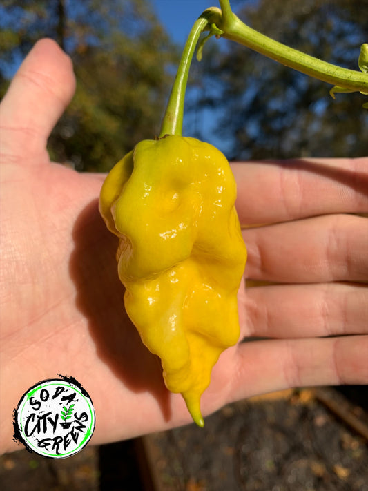 JRGS x Yellow Moruga Pepper Seeds