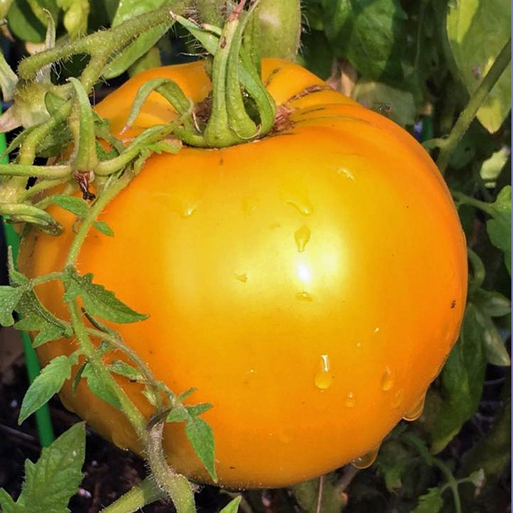 Jubilee Tomato Seeds