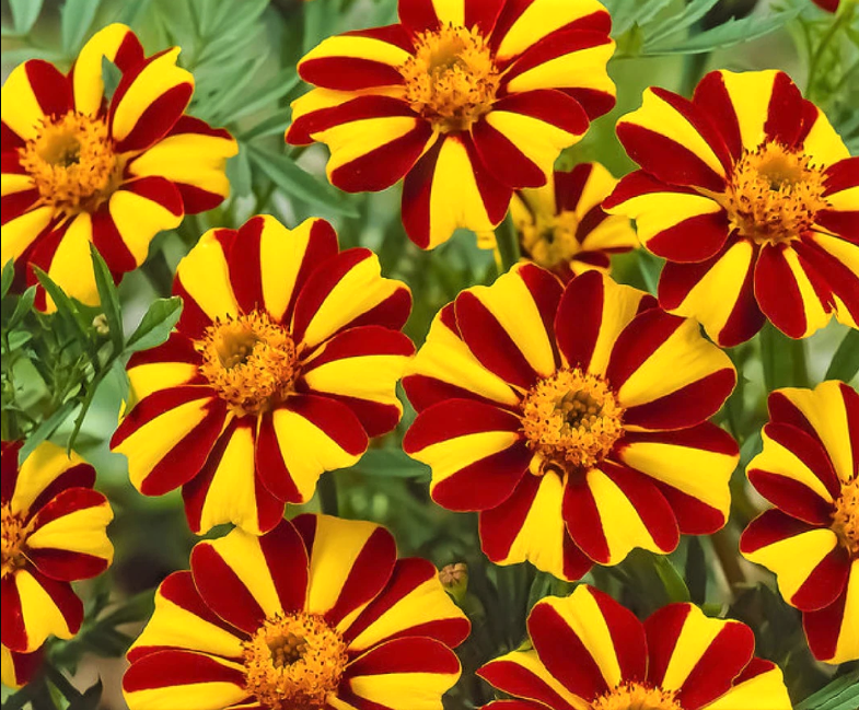 Jester Marigold Flower Live Plants