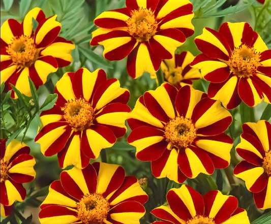 Jester Marigold Flower Live Plants