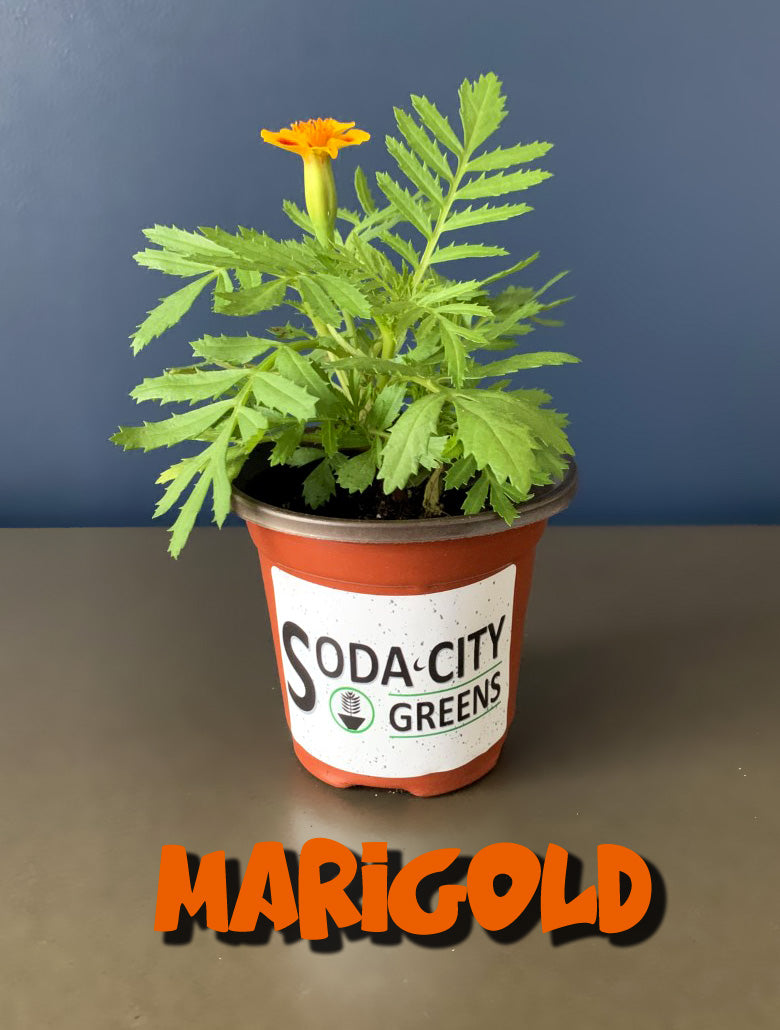 Jester Marigold Flower Live Plants