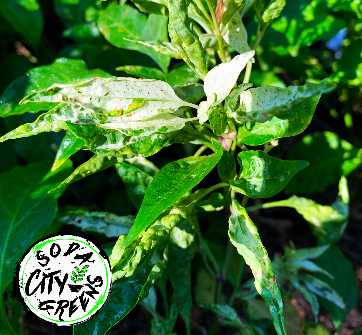 Mattapeno Variegated Jalapeno Pepper Seeds
