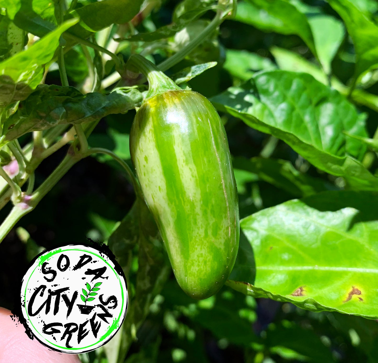 Mattapeno Variegated Jalapeno Pepper Seeds