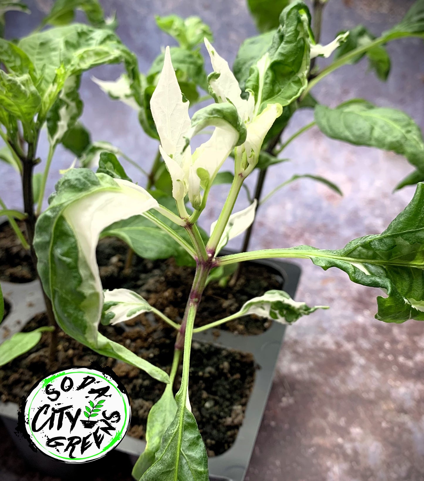 Mattapeno (Variegated Jalapeno) Pepper Live Plants
