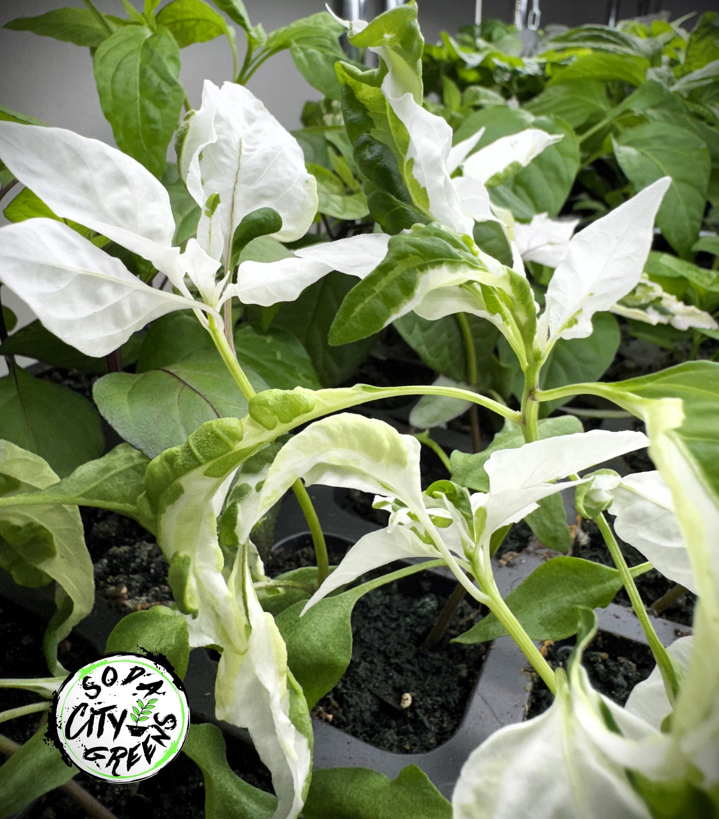 Mattapeno x Candy Cane Chocolate Cherry Variegated Pepper Seeds