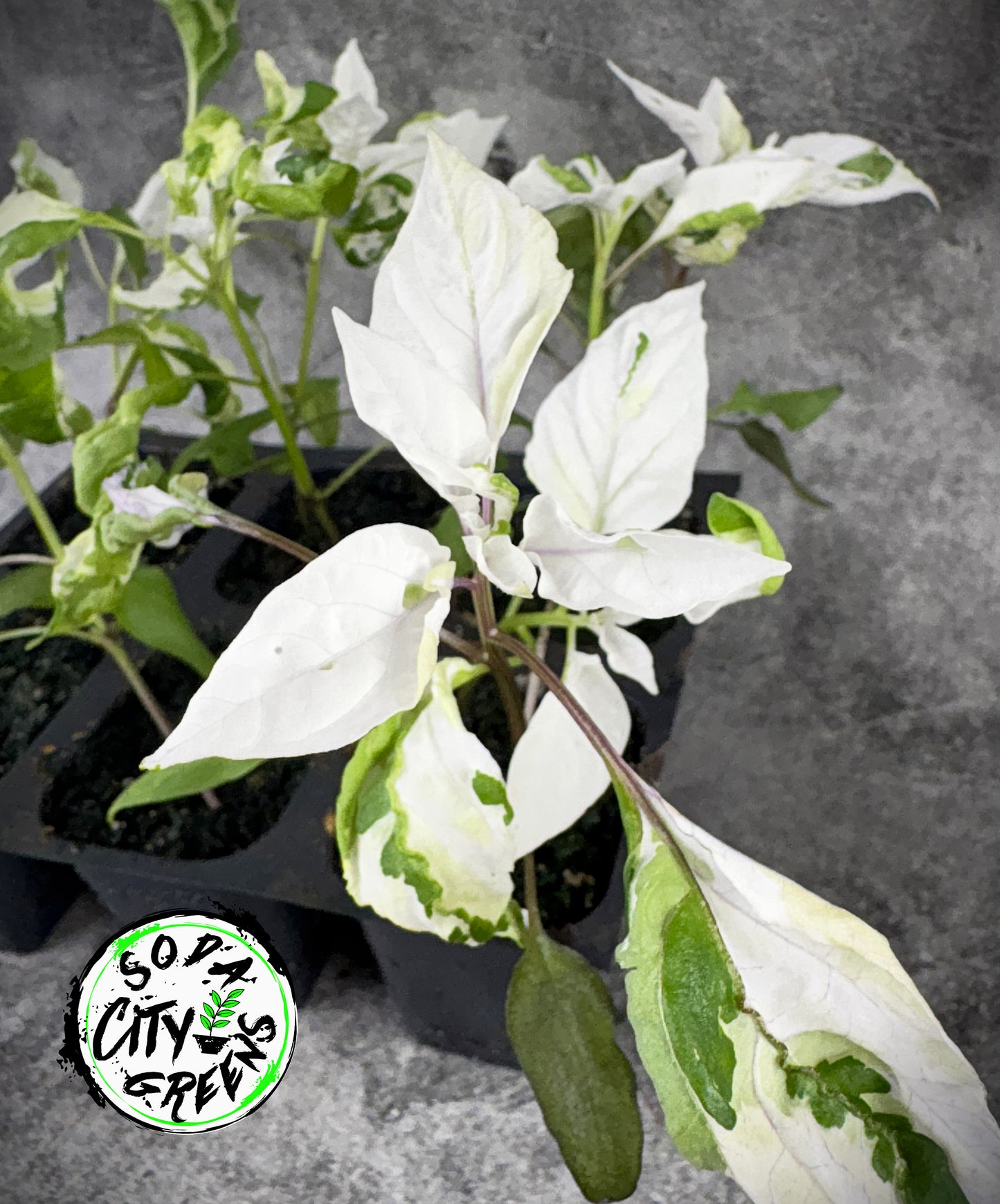Mattapeno Variegated Jalapeno Pepper Seeds