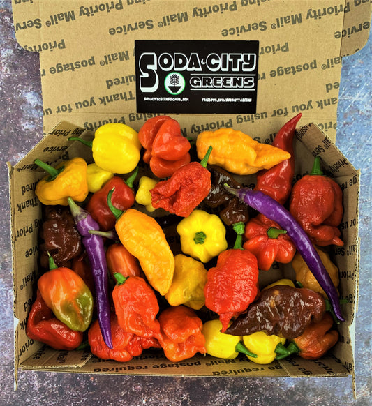 Fresh Pepper Boxes
