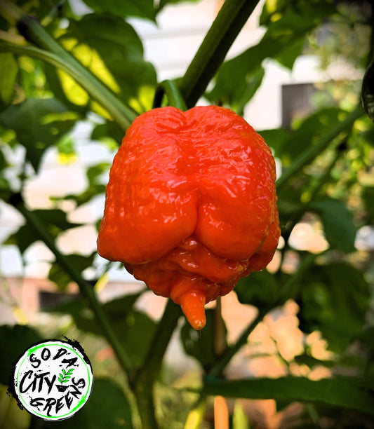 Red Moruga Scorpion Pepper Seeds