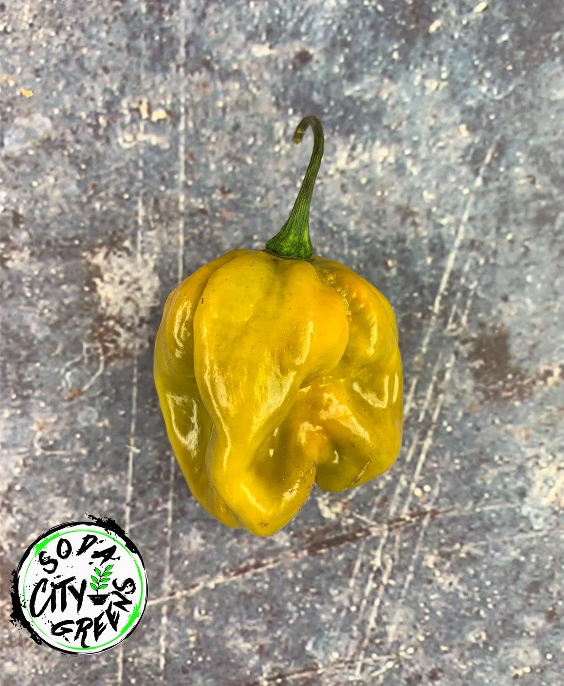 Mustard Moruga Scorpion Pepper Seeds