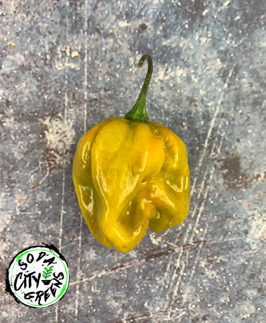 Mustard Moruga Scorpion Pepper Seeds