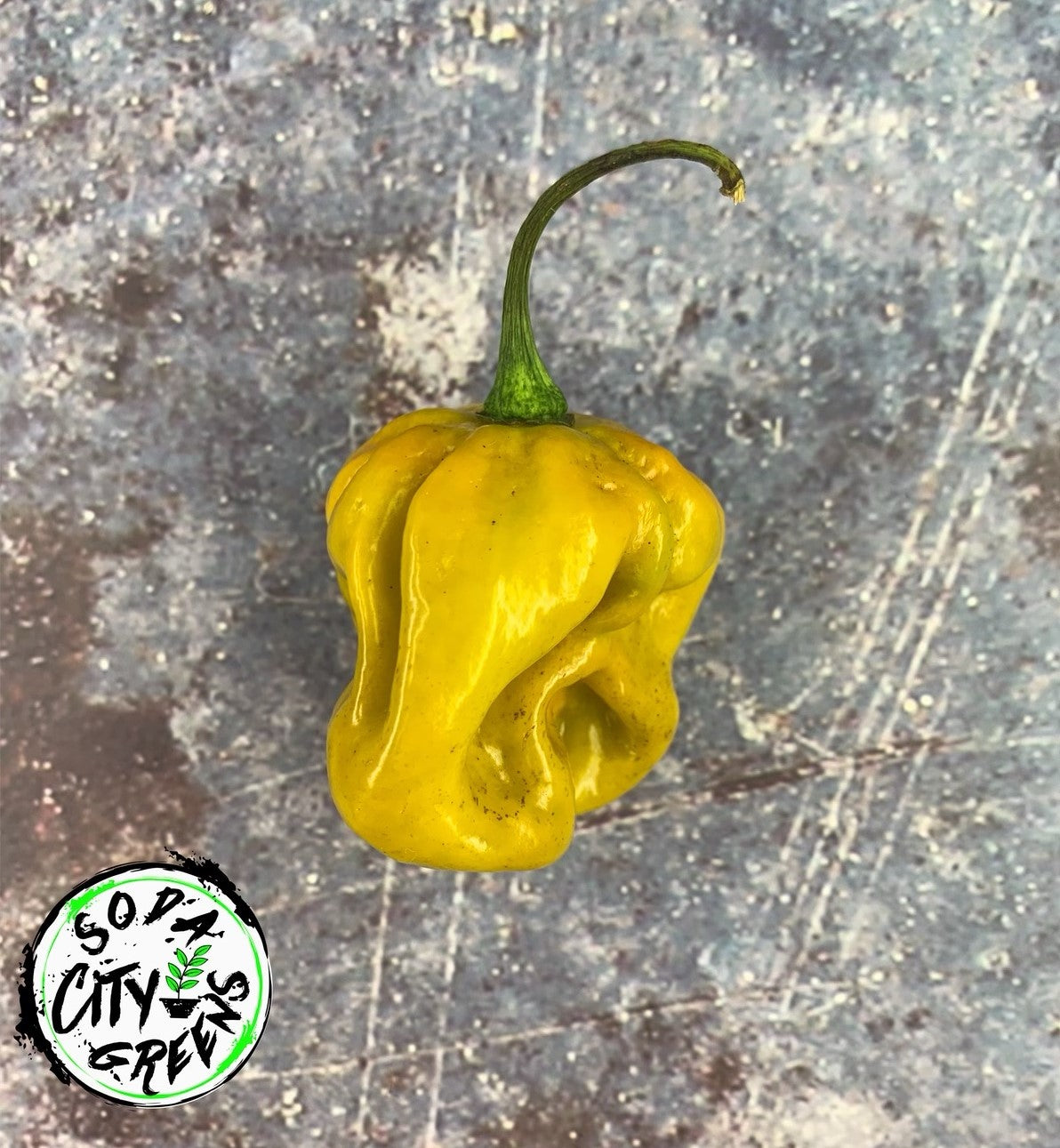 Mustard Moruga Scorpion Pepper Seeds