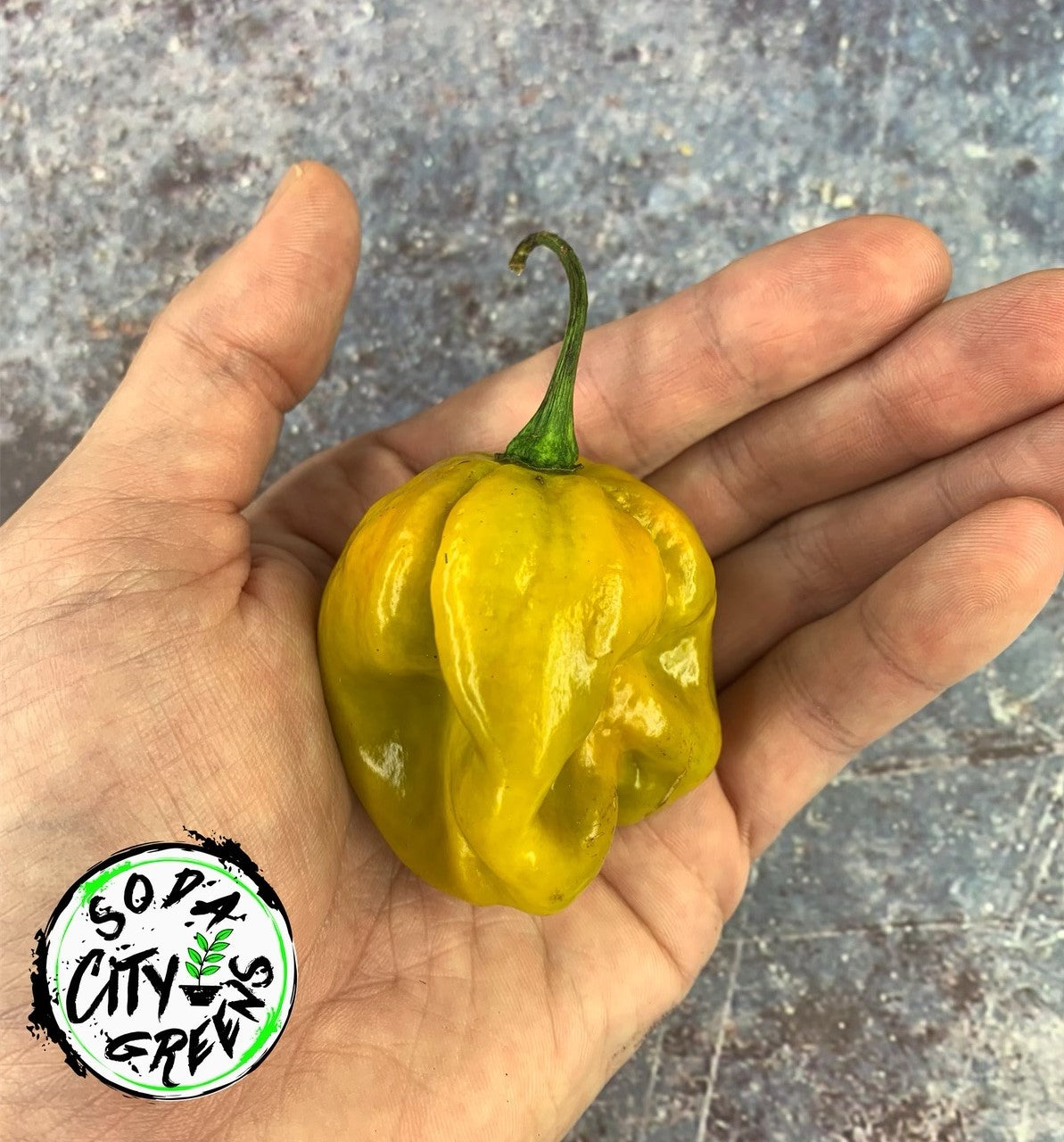 Mustard Moruga Scorpion Pepper Seeds