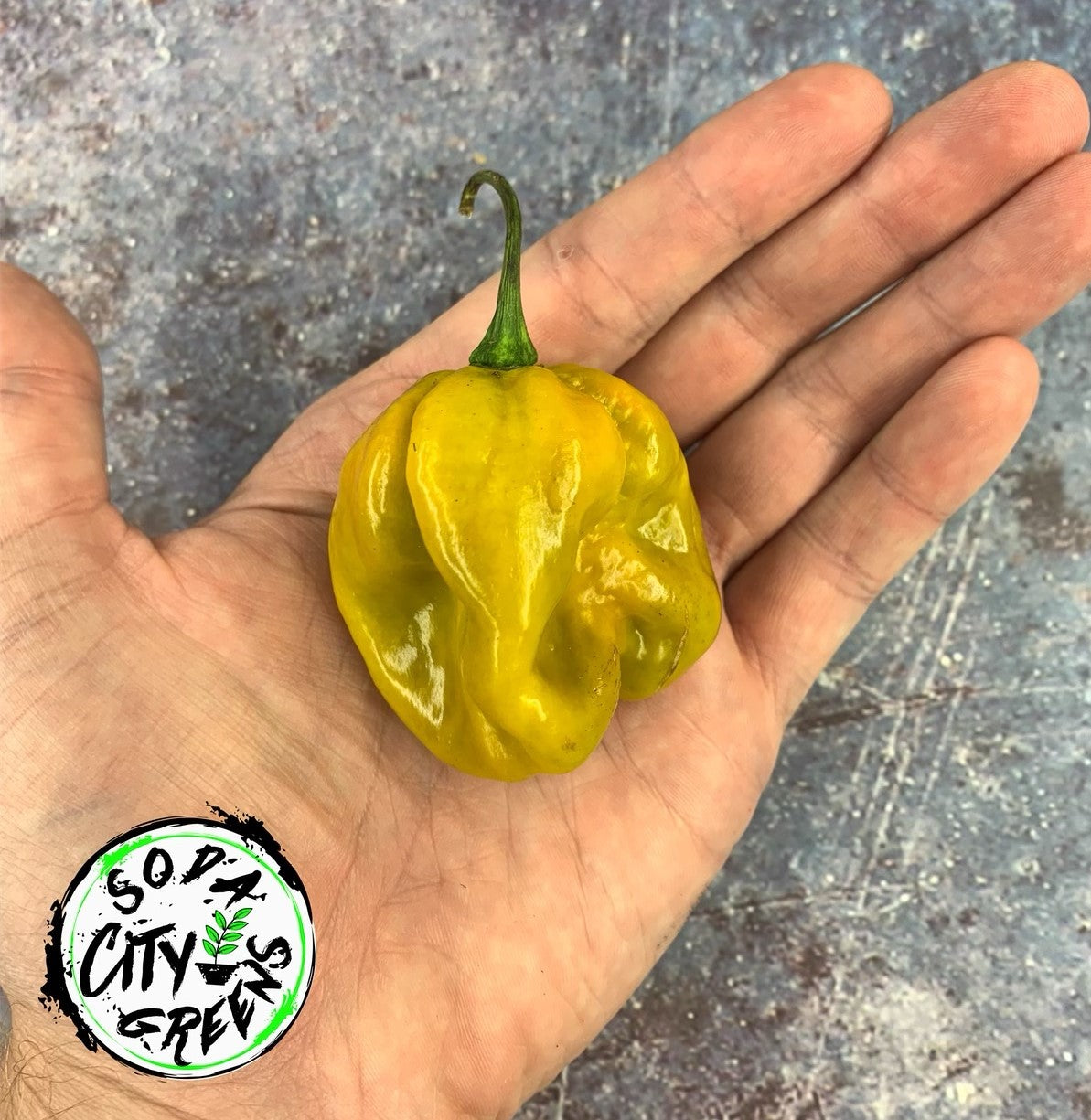 Mustard Moruga Scorpion Pepper Seeds