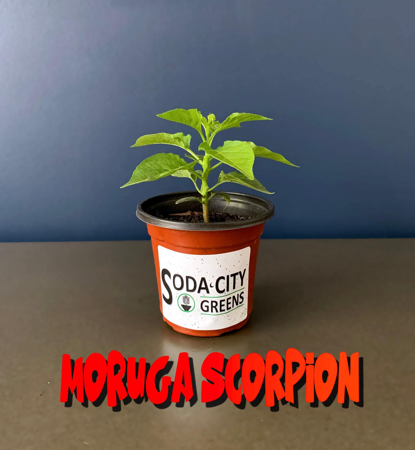 Sweet Moruga Scorpion Pepper Seeds