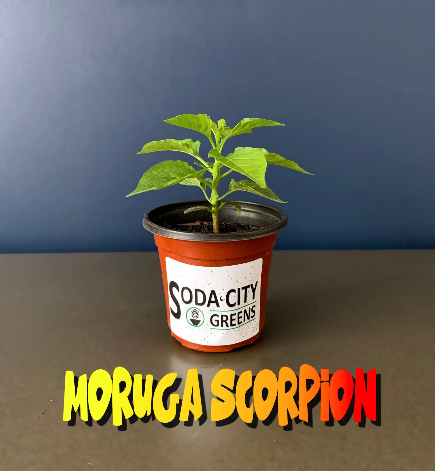 Yellow Moruga Scorpion Pepper Seeds