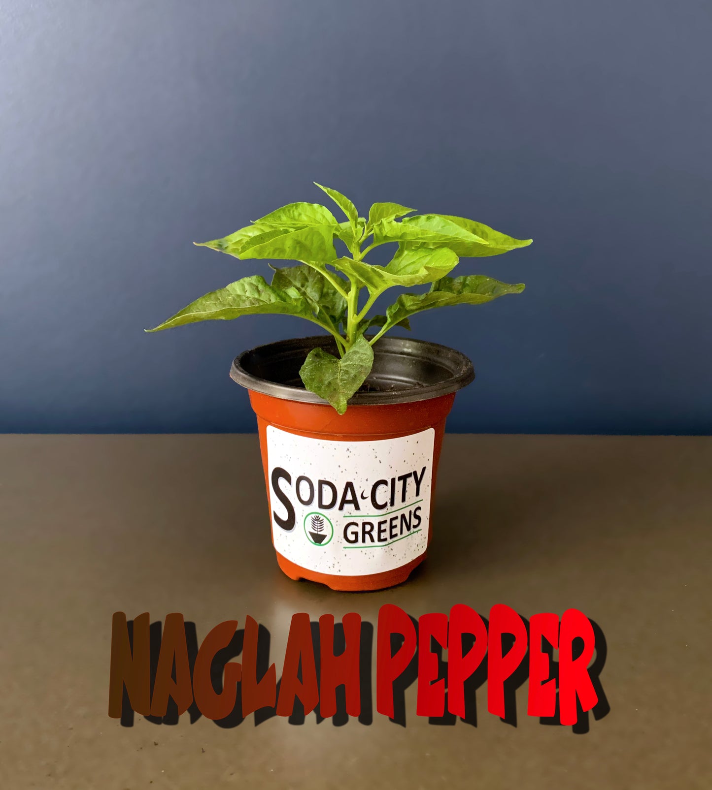 Naglah Beast Caramel Pepper Seeds