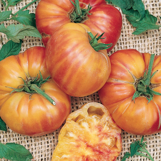 Mr Stripey Tomato Seeds